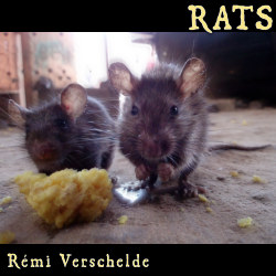 Couverture de Rats