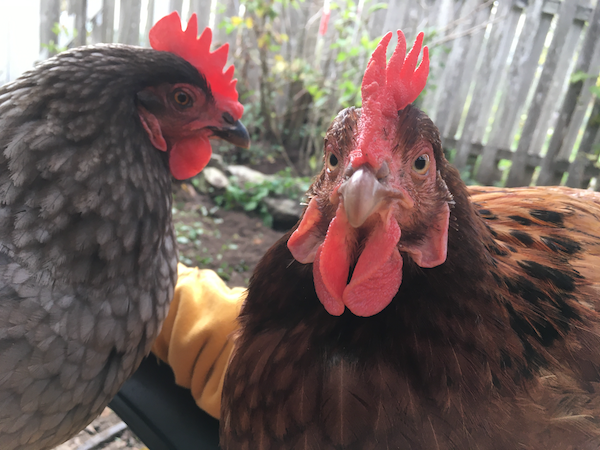 Les poules Pippi et Galena dans leur jardin.